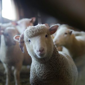 Mleko owcze kojarzy się zazwyczaj z wyrobami górali