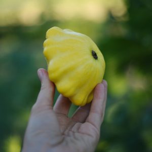 Hand holding a bright yellow pattypan squash outdoors.