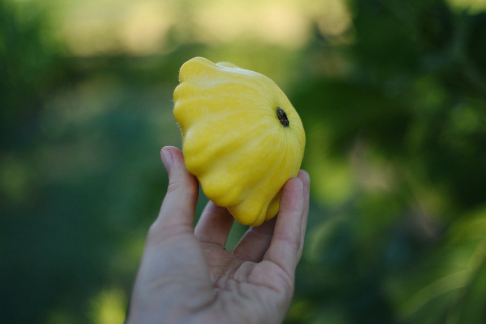 Hand holding a bright yellow pattypan squash outdoors.