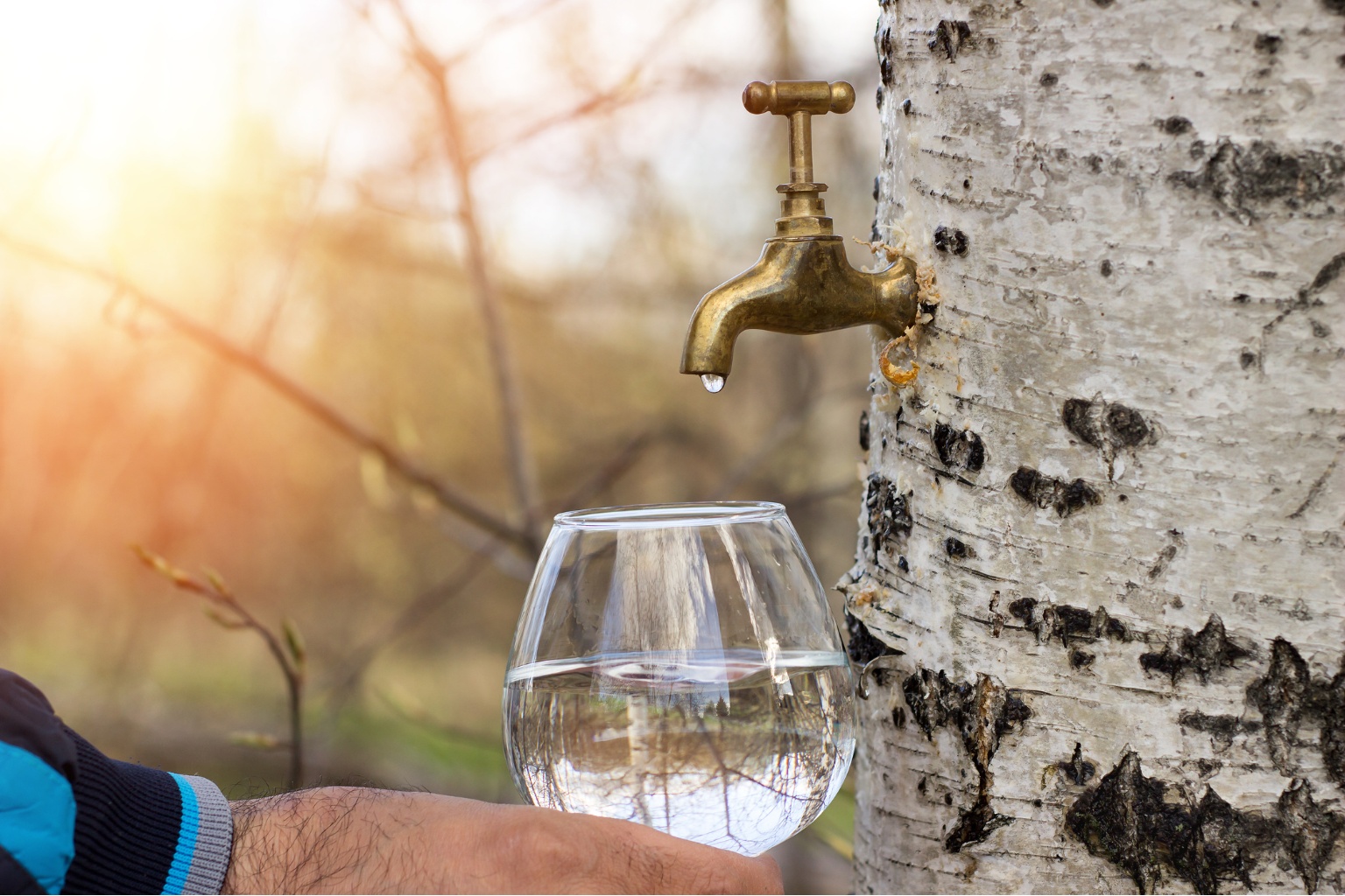 Woda brzozowa nalewane do kieliszka z kranika prosto z drzewa