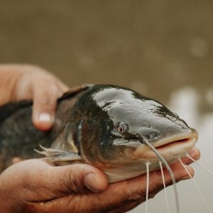 Szczegółowe zbliżenie osoby trzymającej suma w pobliżu zbiornika wodnego, ukazujące jego cechy