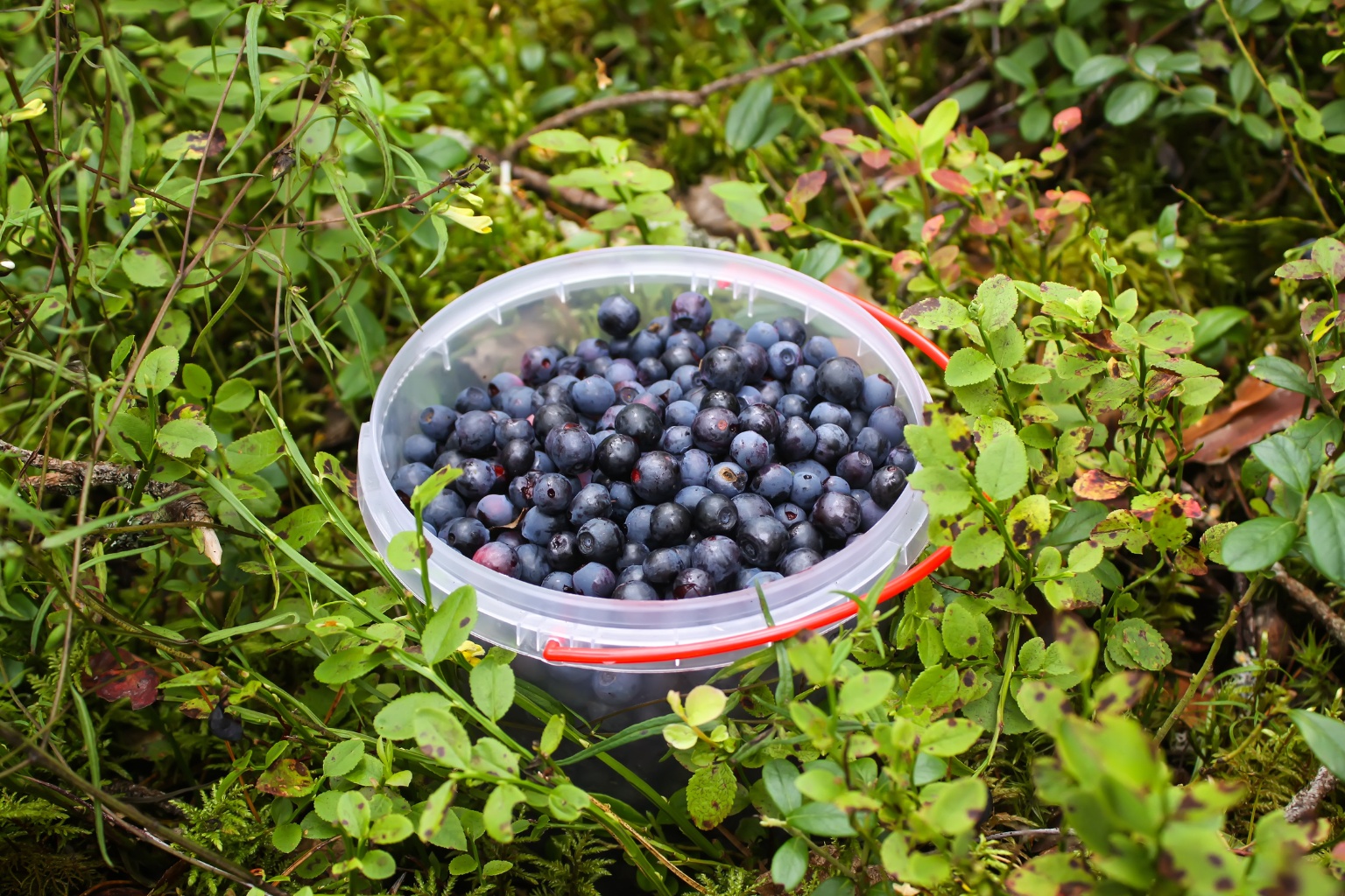 Borówka leśna w wiaderku podczas zbioru wśród krzewów borówki