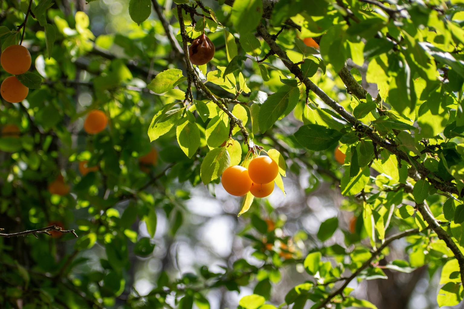 Mirabelki dojrzewające w słońcu między liśćmi.
