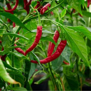 Świeża papryka chili na krzaku