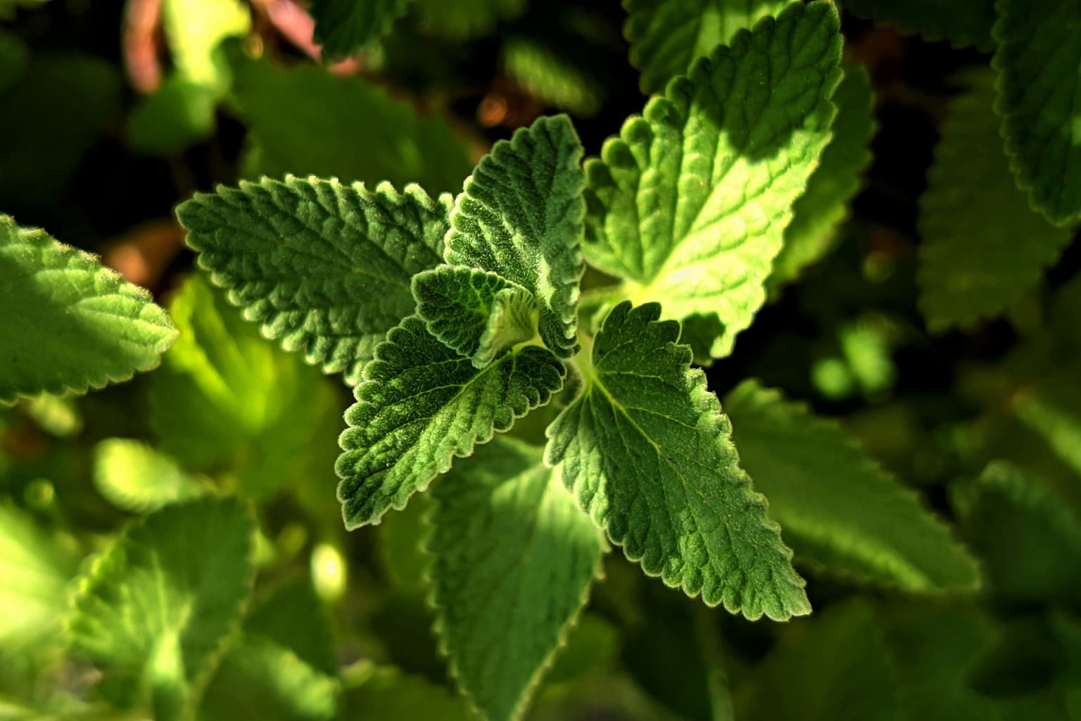 Świeże liście mięty