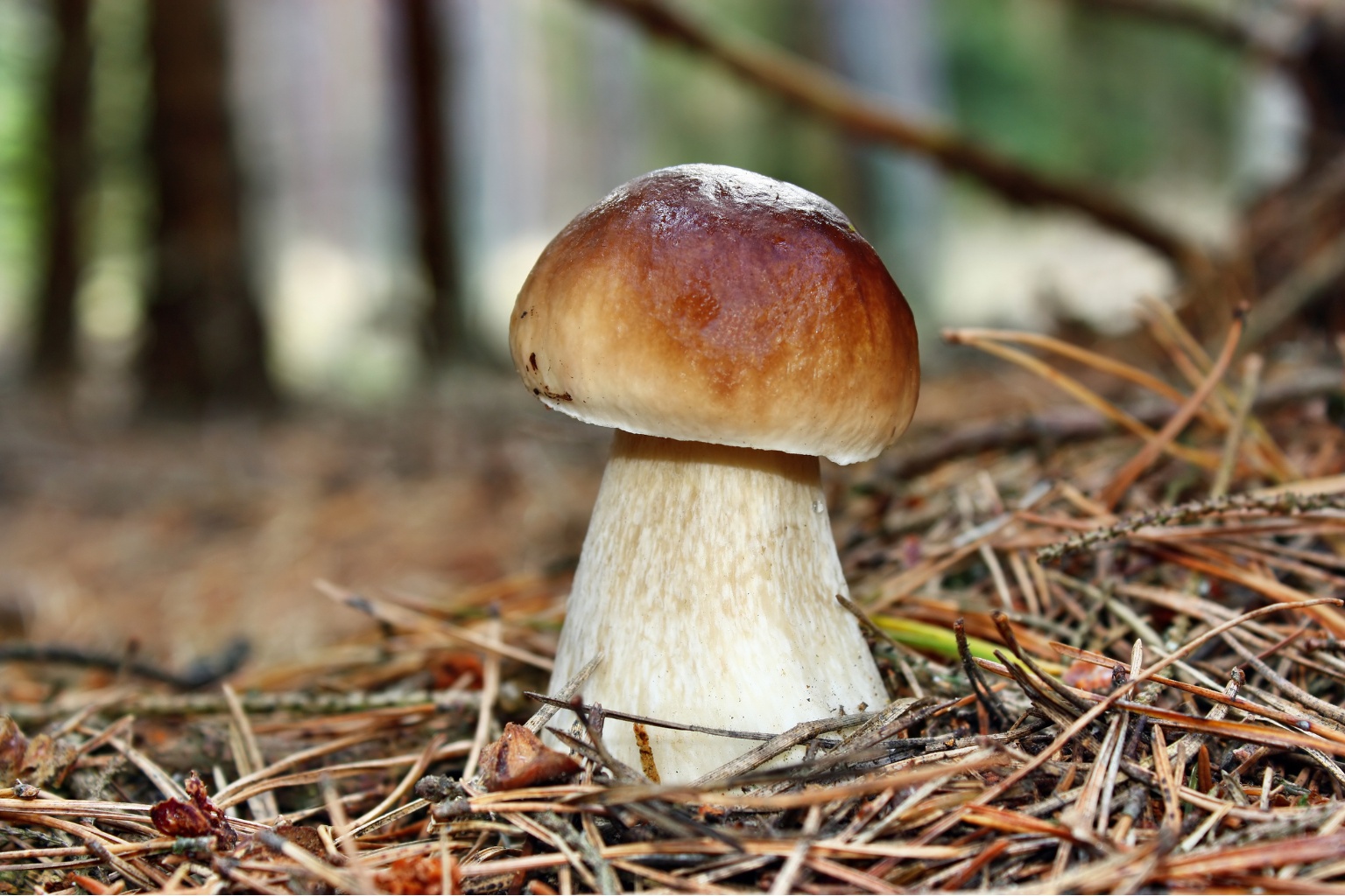 Borowik szlachetny jeszcze przed zbiorem.