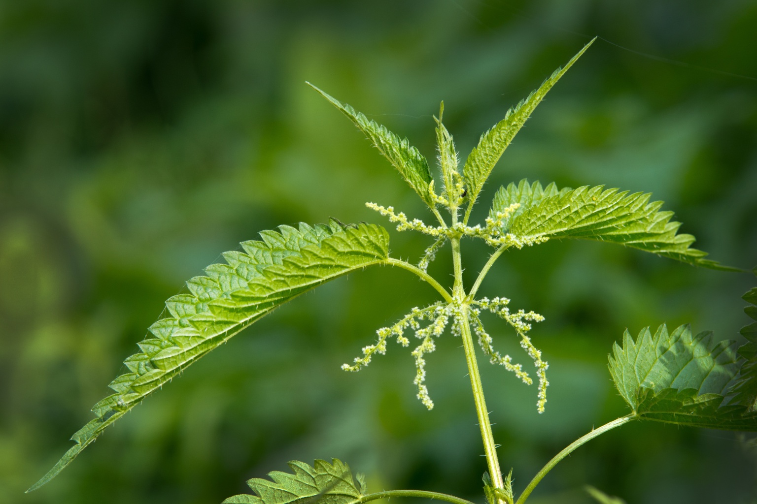 Pokrzywa w naturalnym środowisku
