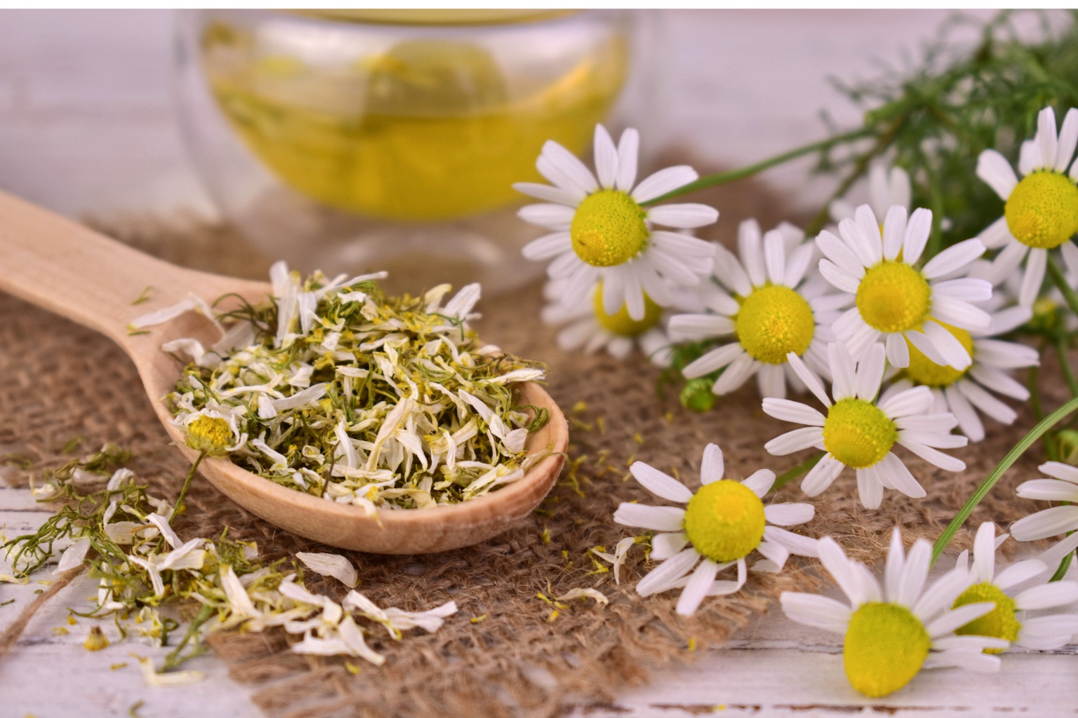 Kwiaty i susz z rumianku na stole