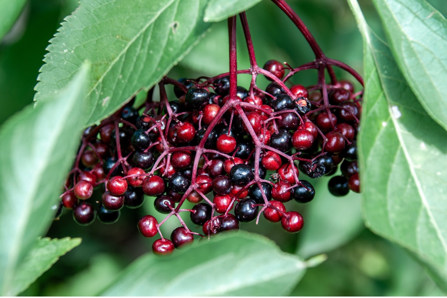 Świeży czarny bez na krzewie