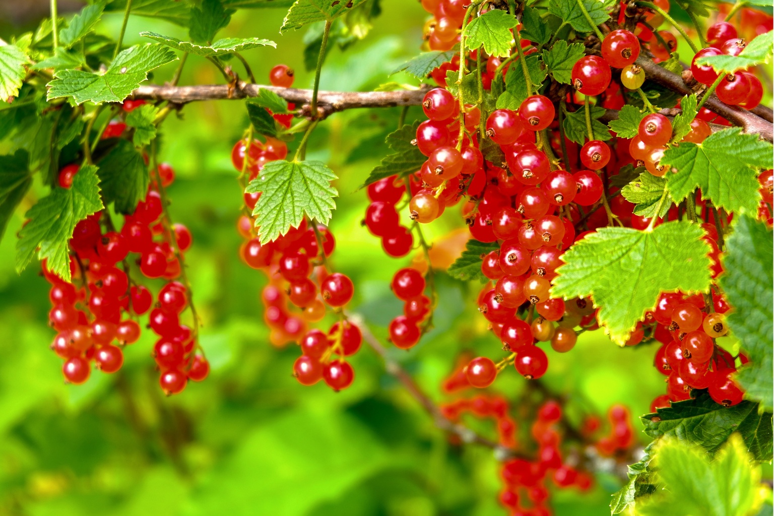 Świeże porzeczki czerwone na krzakach