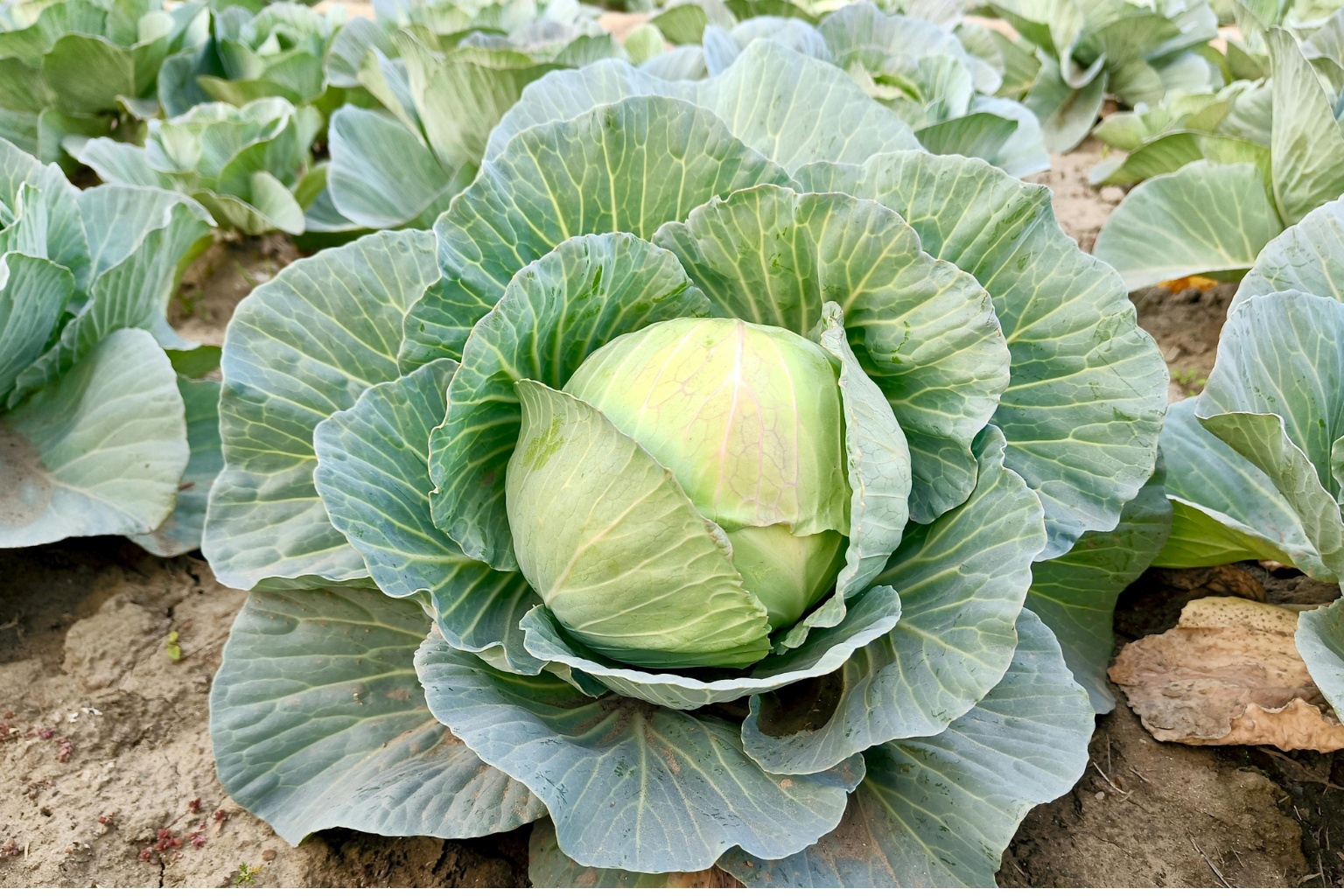 Główka kapusty białej prosto z ogródka