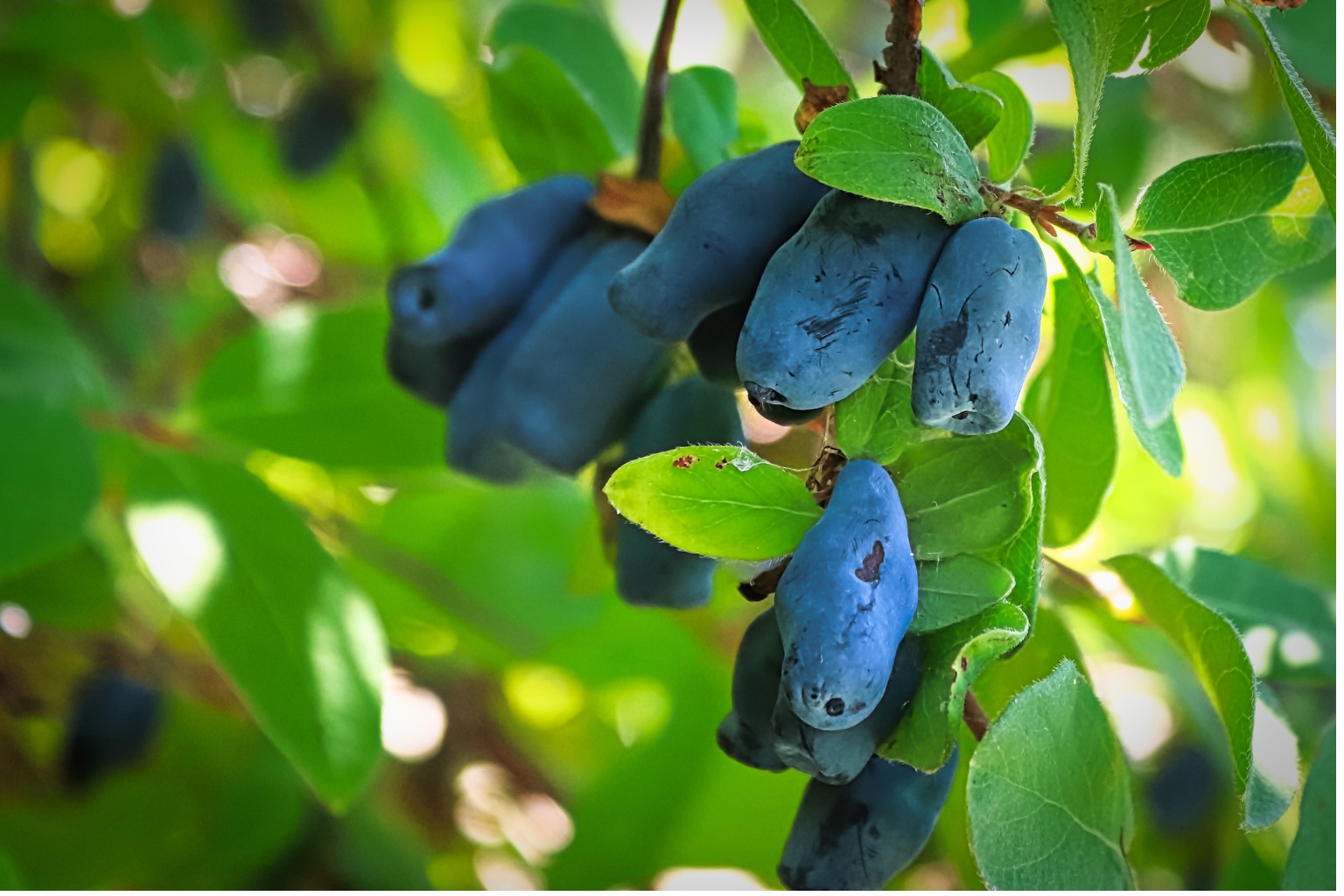 Jagoda kamczacka gotowa do zbioru