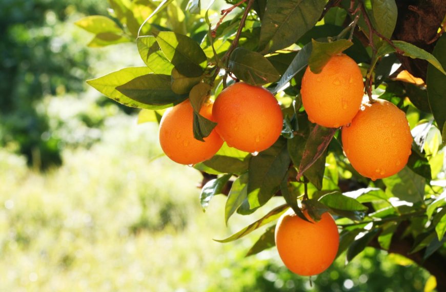 Dojrzałe pomarańcze w letniej scenerii.