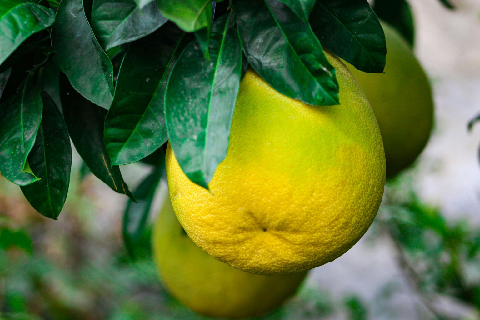 Dojrzałe pomelo, gotowe do zbiorów