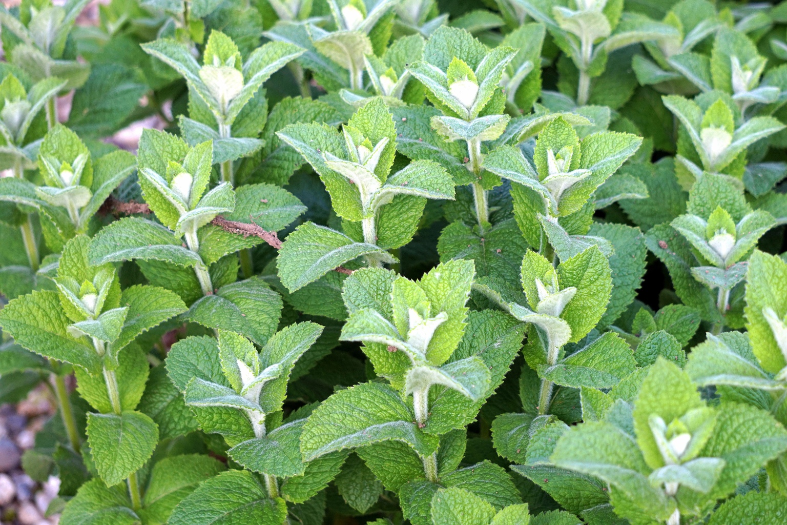 Świeża szałwia gotowa do zbioru