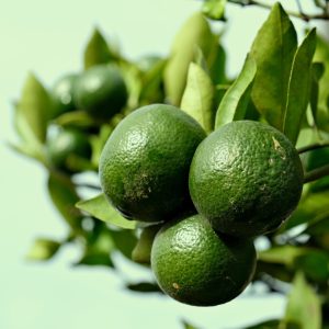 Limonka gotowa do zbiorów