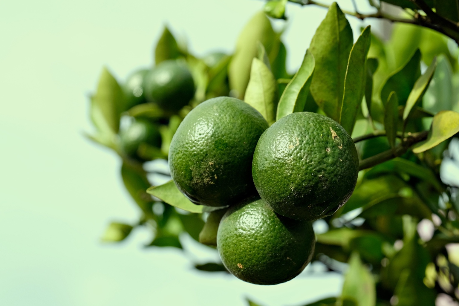 Limonka gotowa do zbiorów