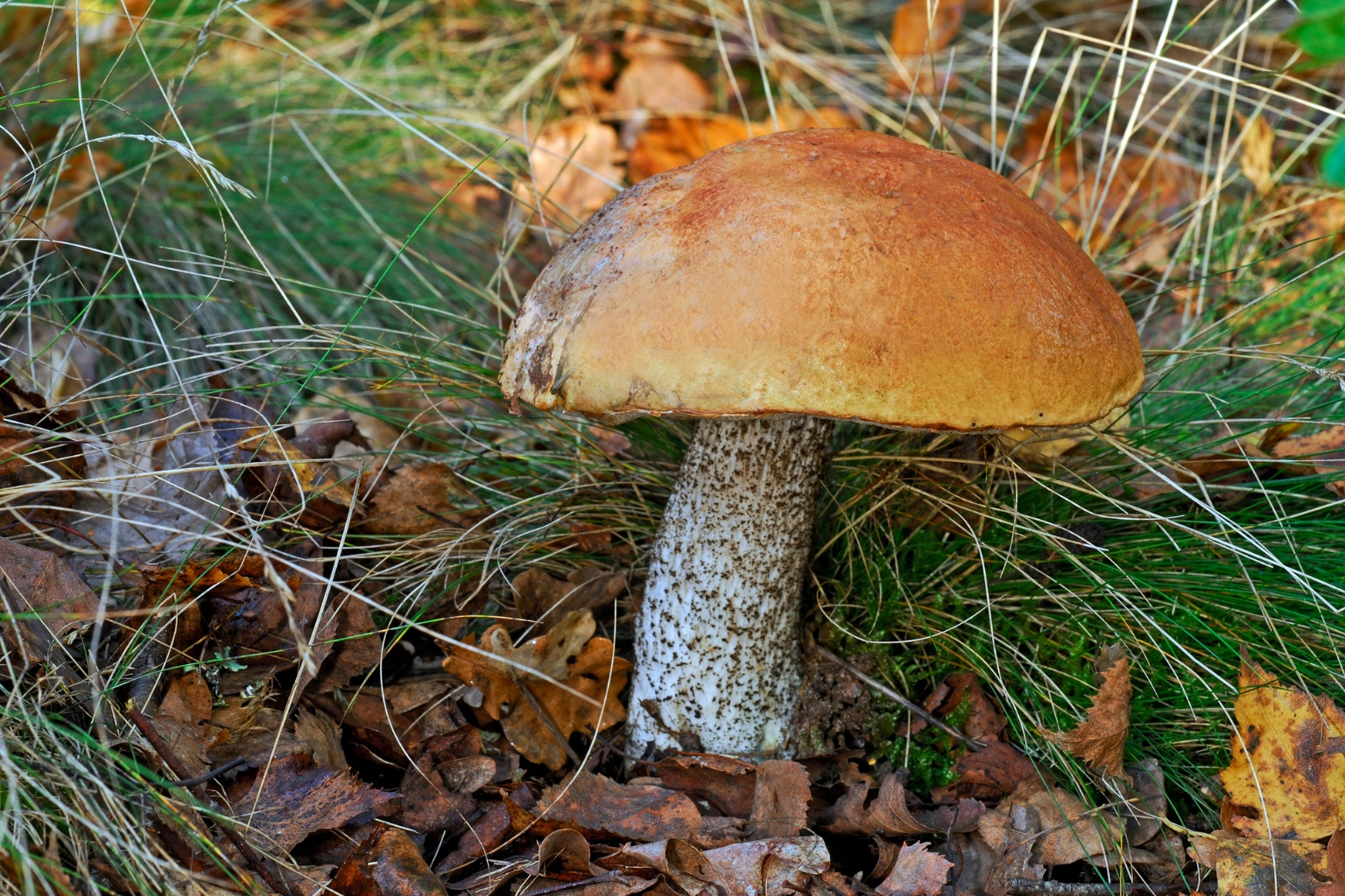 koźlarz pomarańczowy gotowy do zbioru