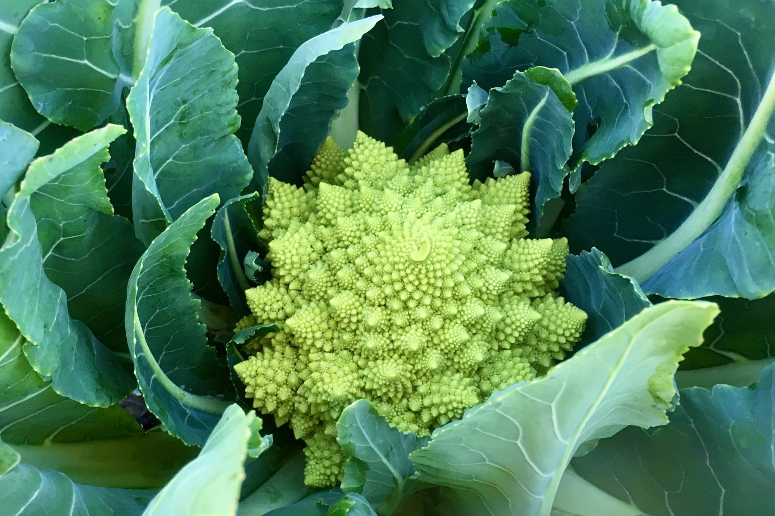 świeże Romanesco