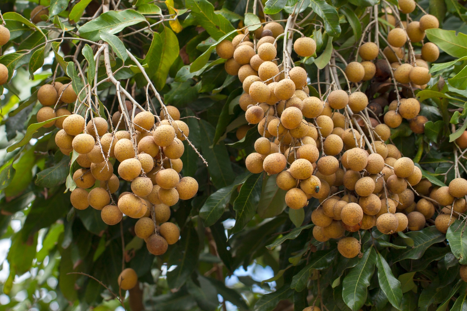 longan gotowy do zbioru